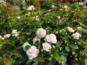 IMG_20240619_152224.jpg