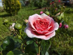 IMG_20240619_152247.jpg
