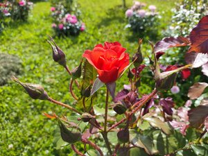 IMG_20240625_145236.jpg