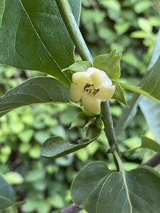 IMG_9881.jpeg