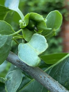 IMG_9880.jpeg