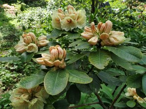 IMG_20190520_132059.jpg