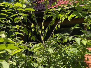 IMG_9936.jpeg