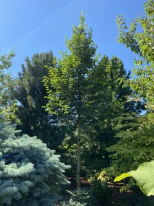 IMG_9934.jpeg