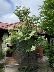 IMG_9870.jpeg