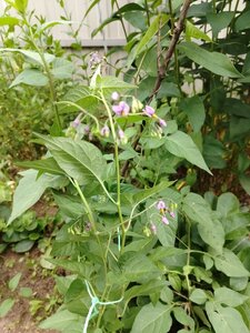 IMG_20240703_193804.jpg