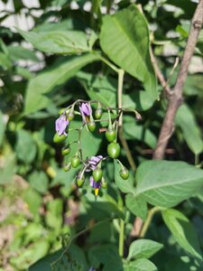 IMG_20240705_103523.jpg