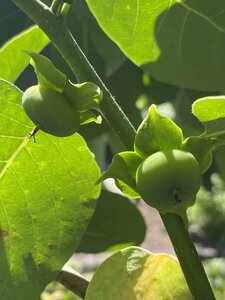 IMG_0050.jpeg