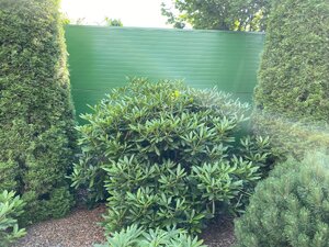 IMG_9950.jpeg