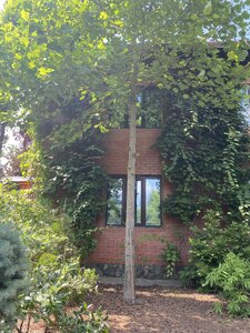 IMG_0008.jpeg