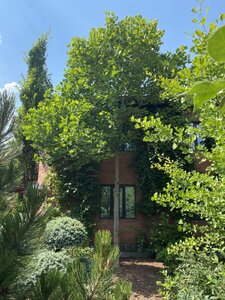 IMG_0006.jpeg