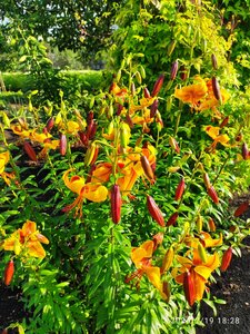 IMG_20240719_182820.jpg