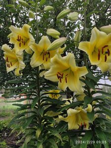 IMG_20240729_090539~2.jpg