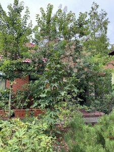 IMG_0225.jpeg