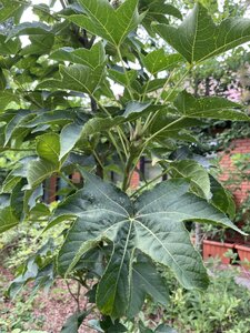 IMG_0223.jpeg