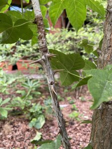 IMG_0224.jpeg