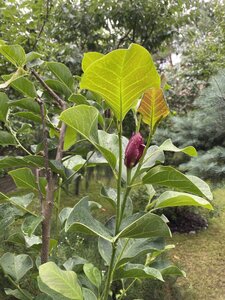 IMG_0215.jpeg