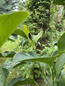 IMG_0216.jpeg