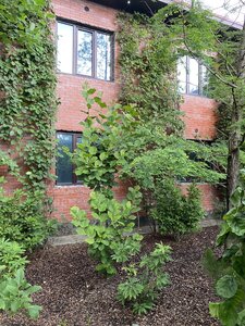 IMG_0240.jpeg