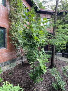 IMG_0237.jpeg