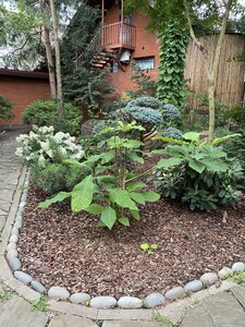 IMG_0241.jpeg