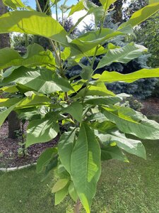 IMG_0221.jpeg
