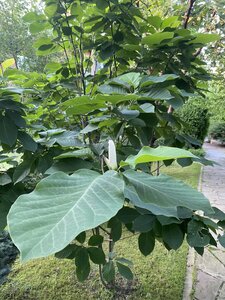 IMG_0186.jpeg