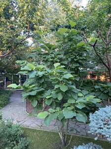 IMG_0187.jpeg