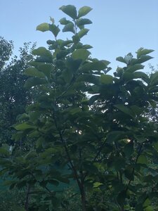 IMG_0185.jpeg