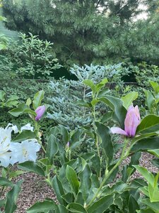 IMG_0189.jpeg