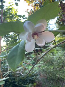 IMG_0174.jpeg