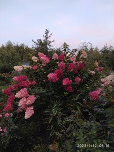 IMG_20230912_063014.jpg