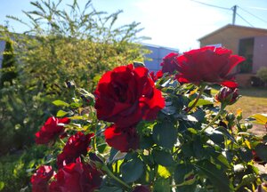 IMG_20240901_192402.jpg