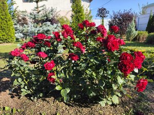 IMG_20240907_154901.jpg