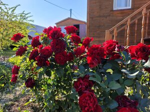 IMG_20240907_154956.jpg
