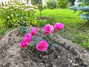 IMG_20240826_180244.jpg