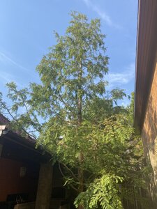 IMG_0747.jpeg