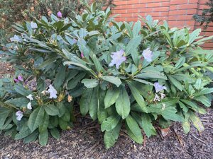 IMG_0754.jpeg