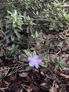 IMG_0773.jpeg