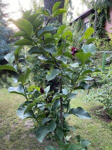 IMG_0317.jpeg