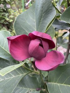 IMG_0596.jpeg