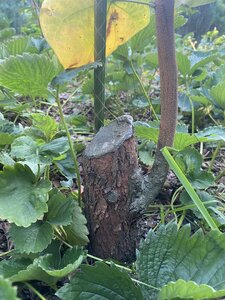 IMG_0761.jpeg