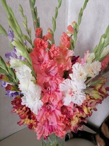 IMG_20240819_093358.jpg