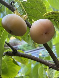 IMG_1011.jpeg