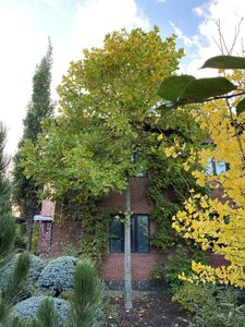 IMG_1004.jpeg