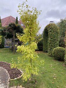 IMG_0964.jpeg