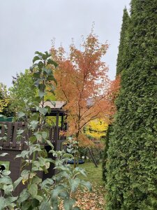 IMG_0957.jpeg