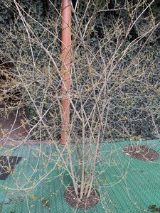 IMG_4115.jpeg