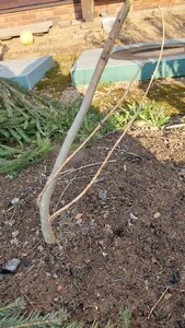20250418_072450.jpg
