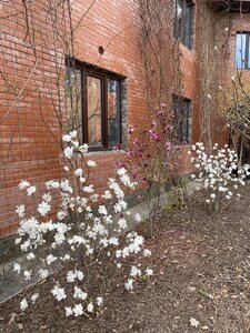 IMG_4235.jpeg